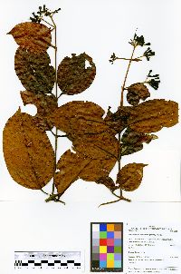 Ferdinandusa chlorantha image