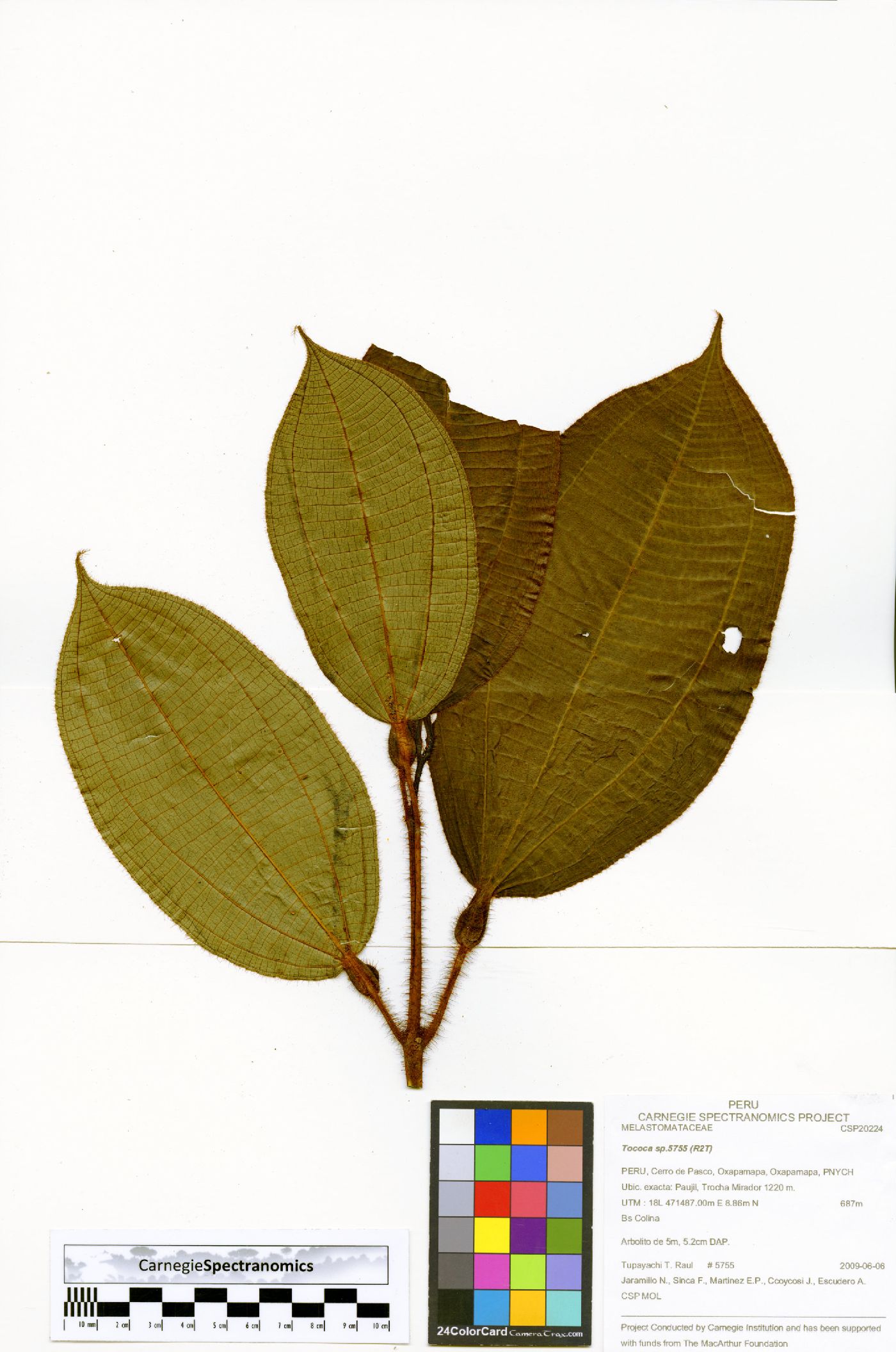 Miconia carolensis image