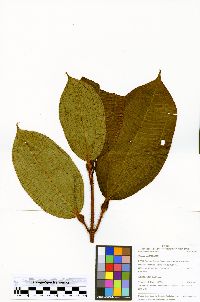 Miconia carolensis image