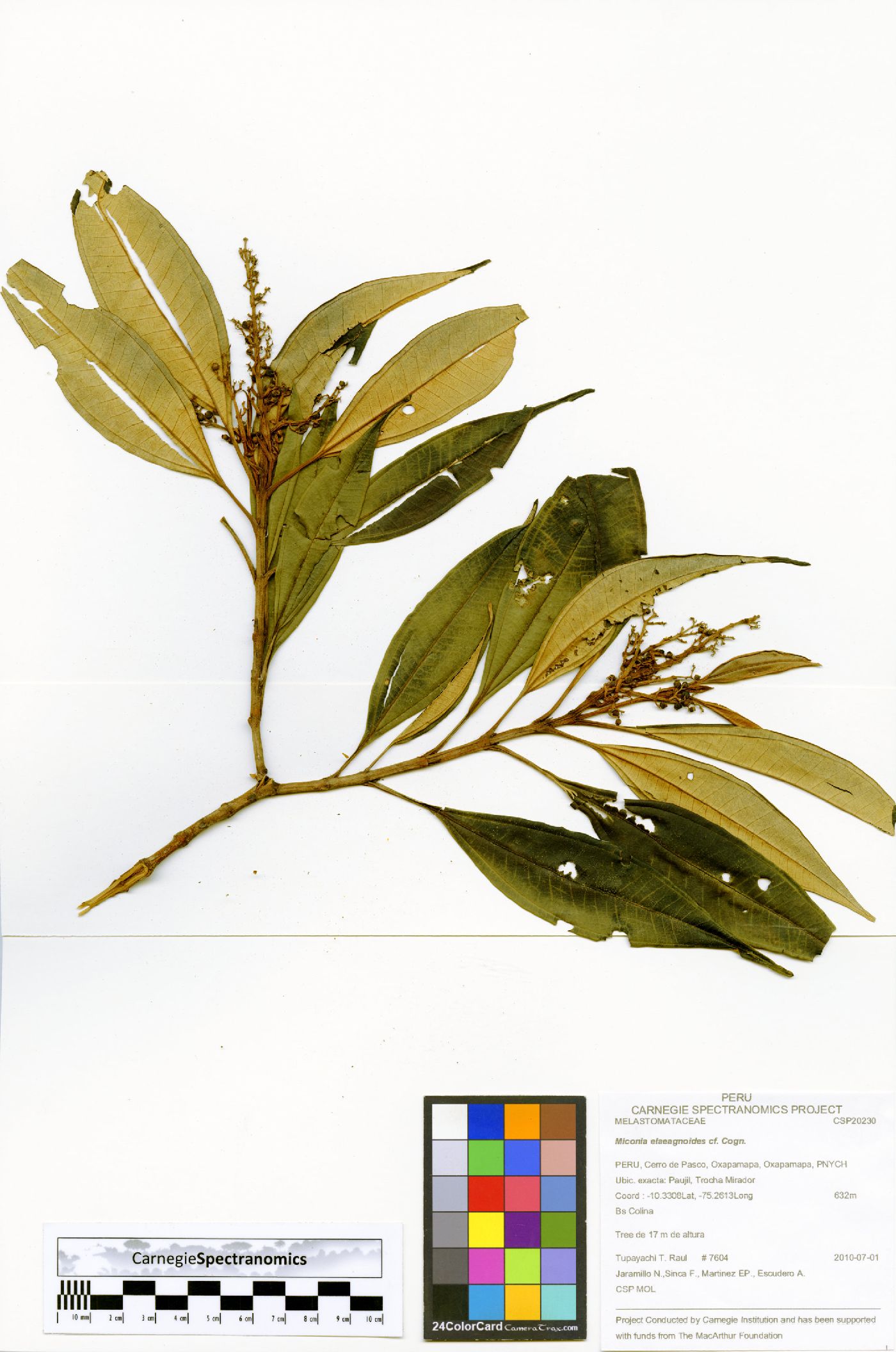 Miconia dichrophylla image