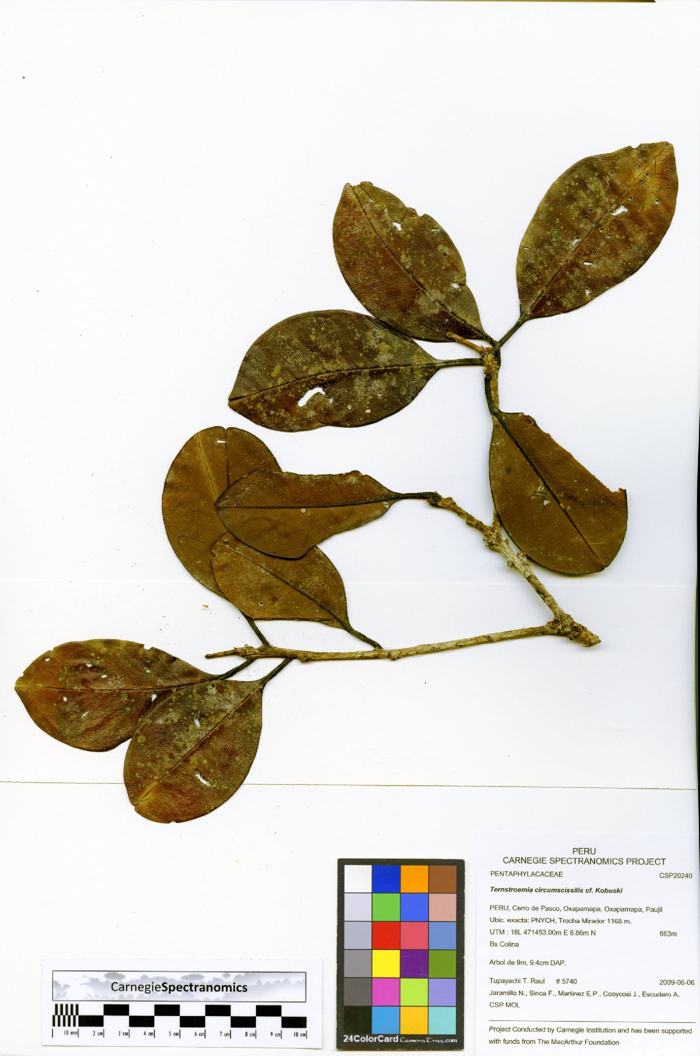 Ilex vismiifolia image
