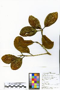 Ilex vismiifolia image