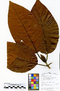 Ladenbergia graciliflora image