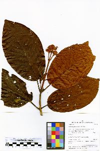 Media resource of Ladenbergia graciliflora