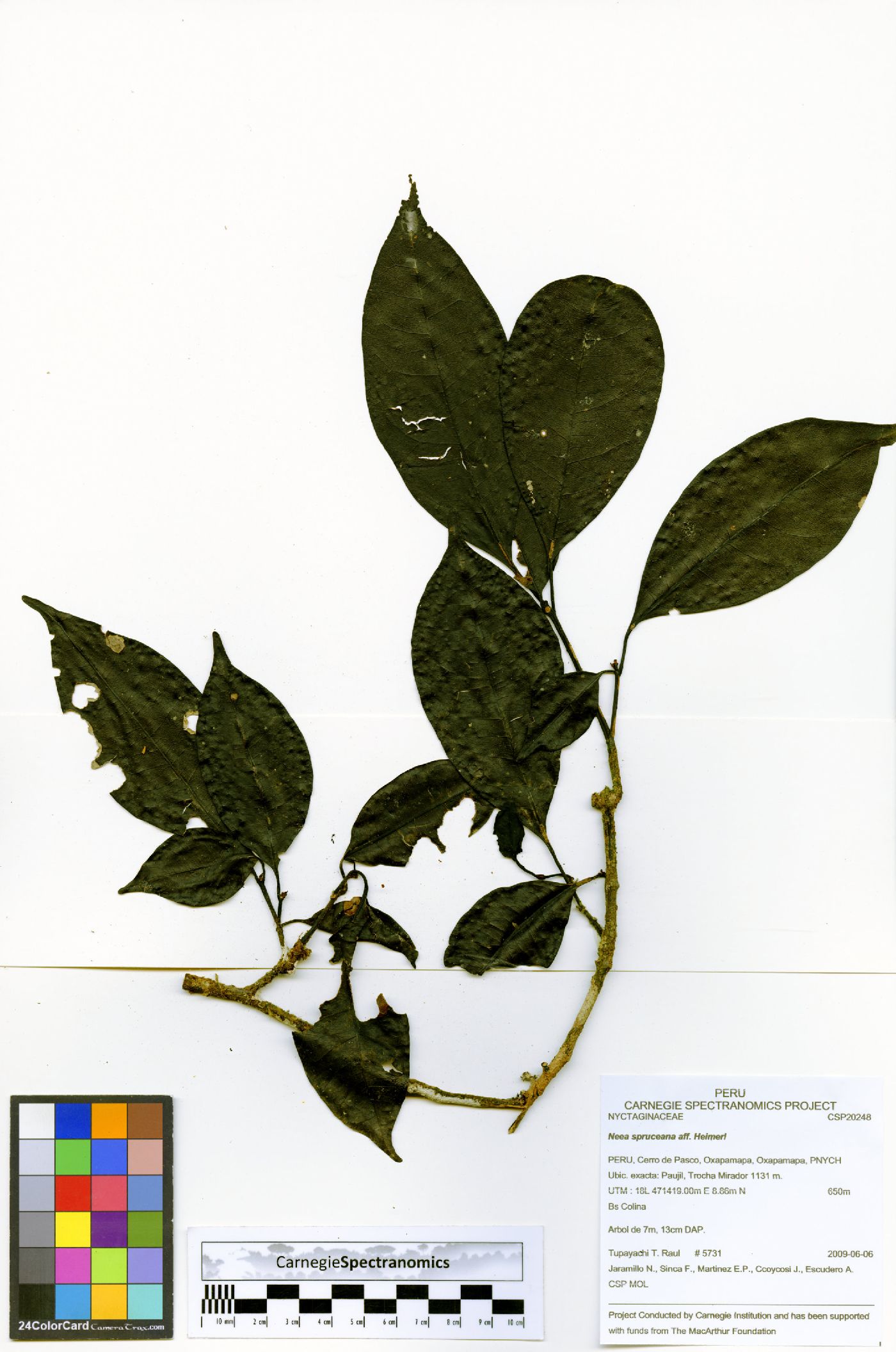 Neea spruceana image