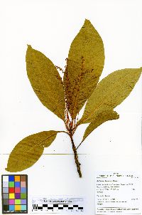 Image of Cybianthus flavovirens