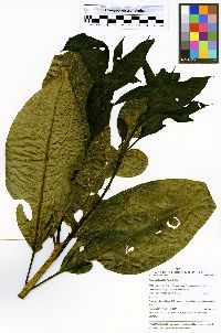 Neea verticillata image