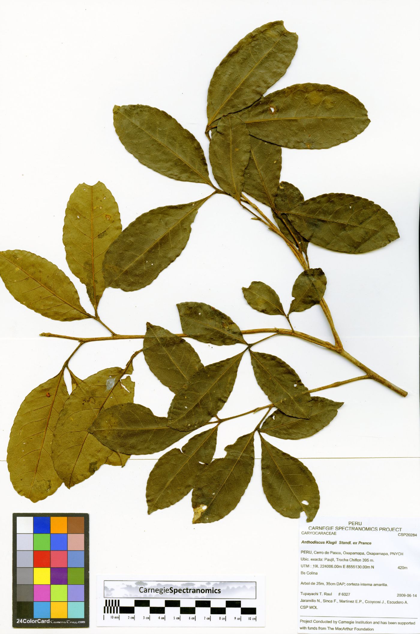 Anthodiscus klugii image