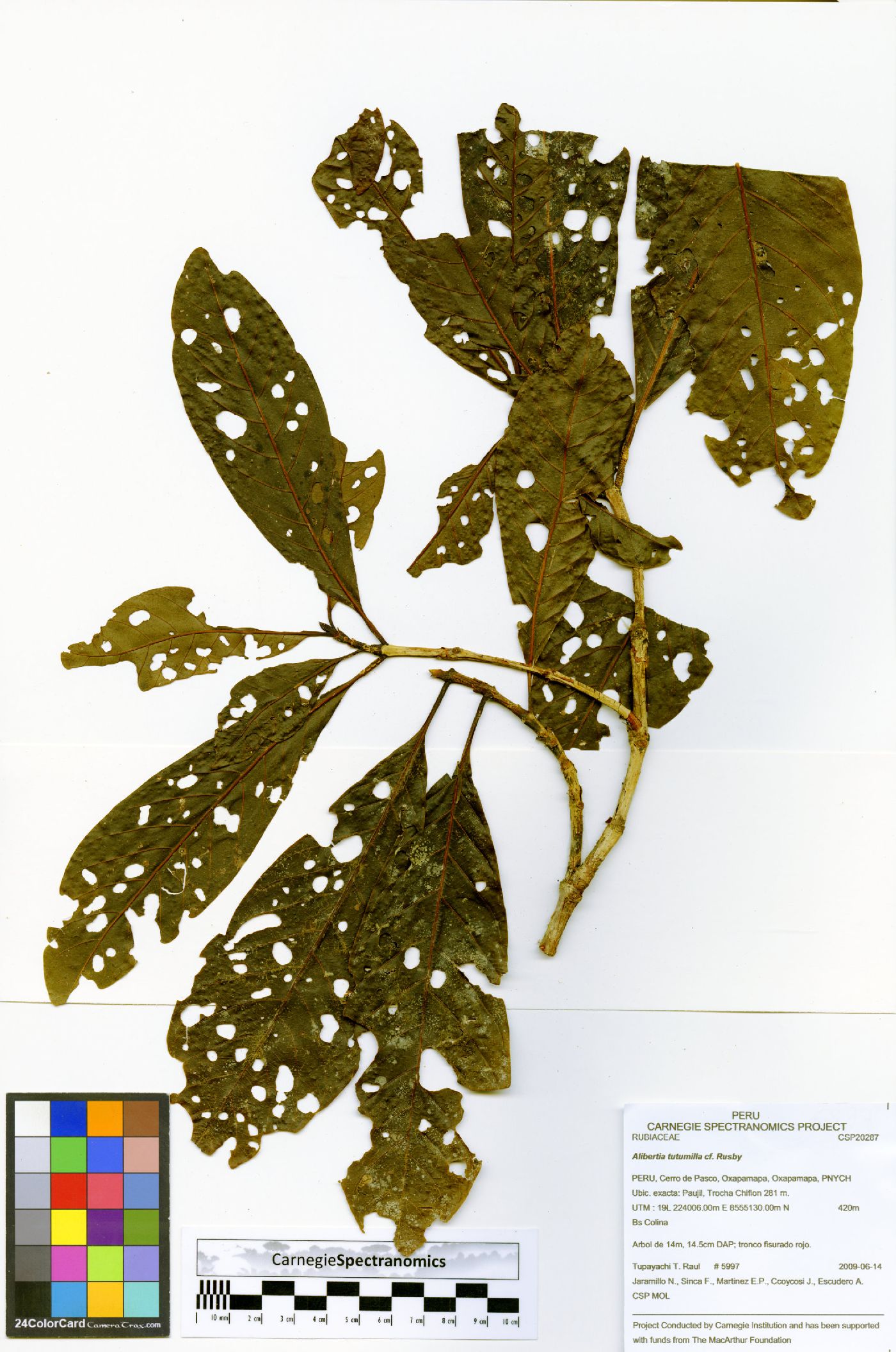 Alibertia edulis var. edulis image