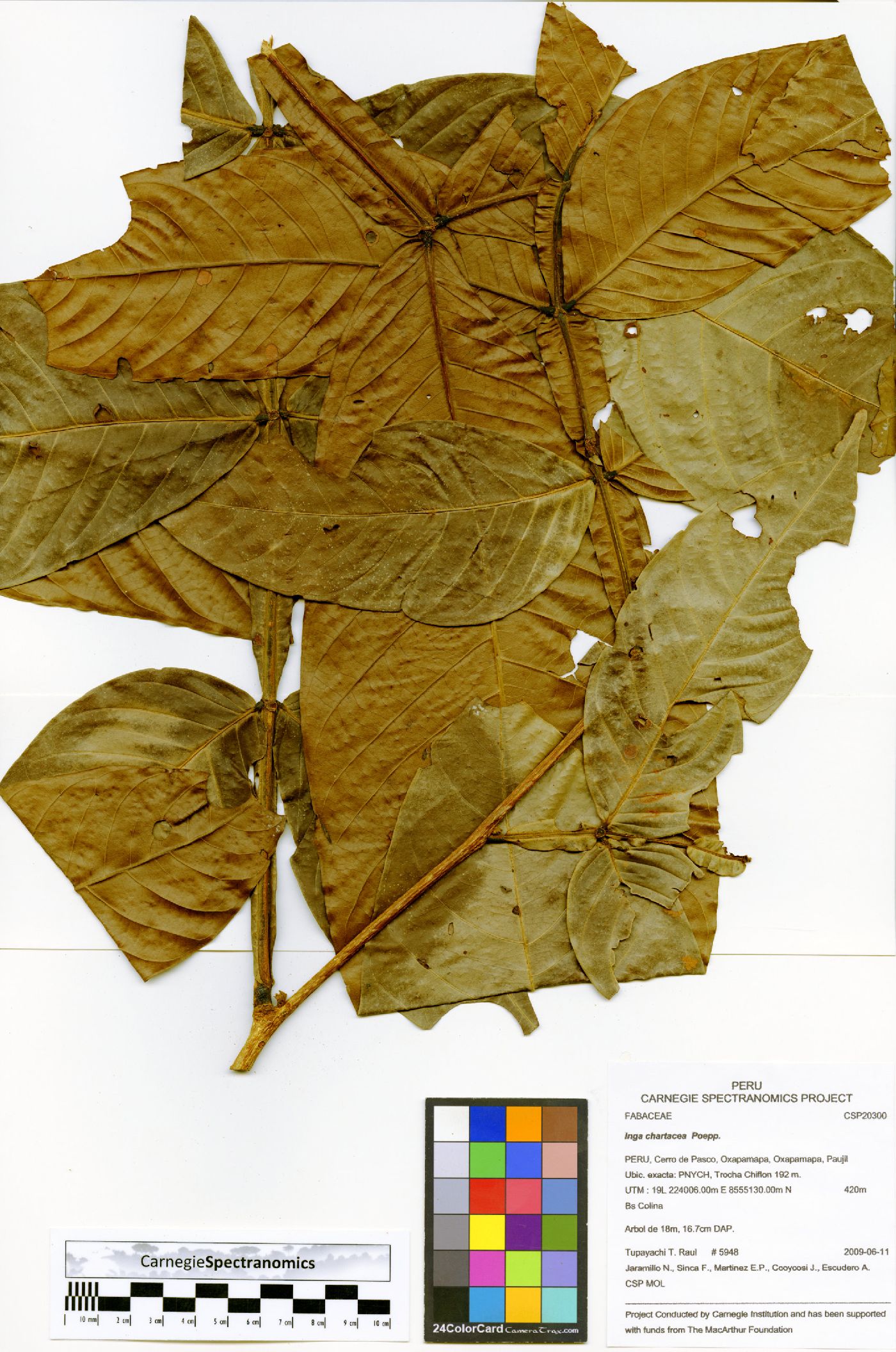 Inga chartacea image