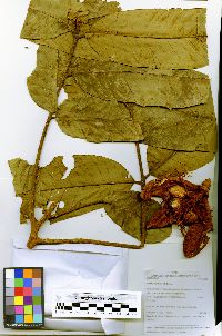 Guarea carinata image