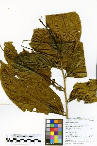 Casearia javitensis image