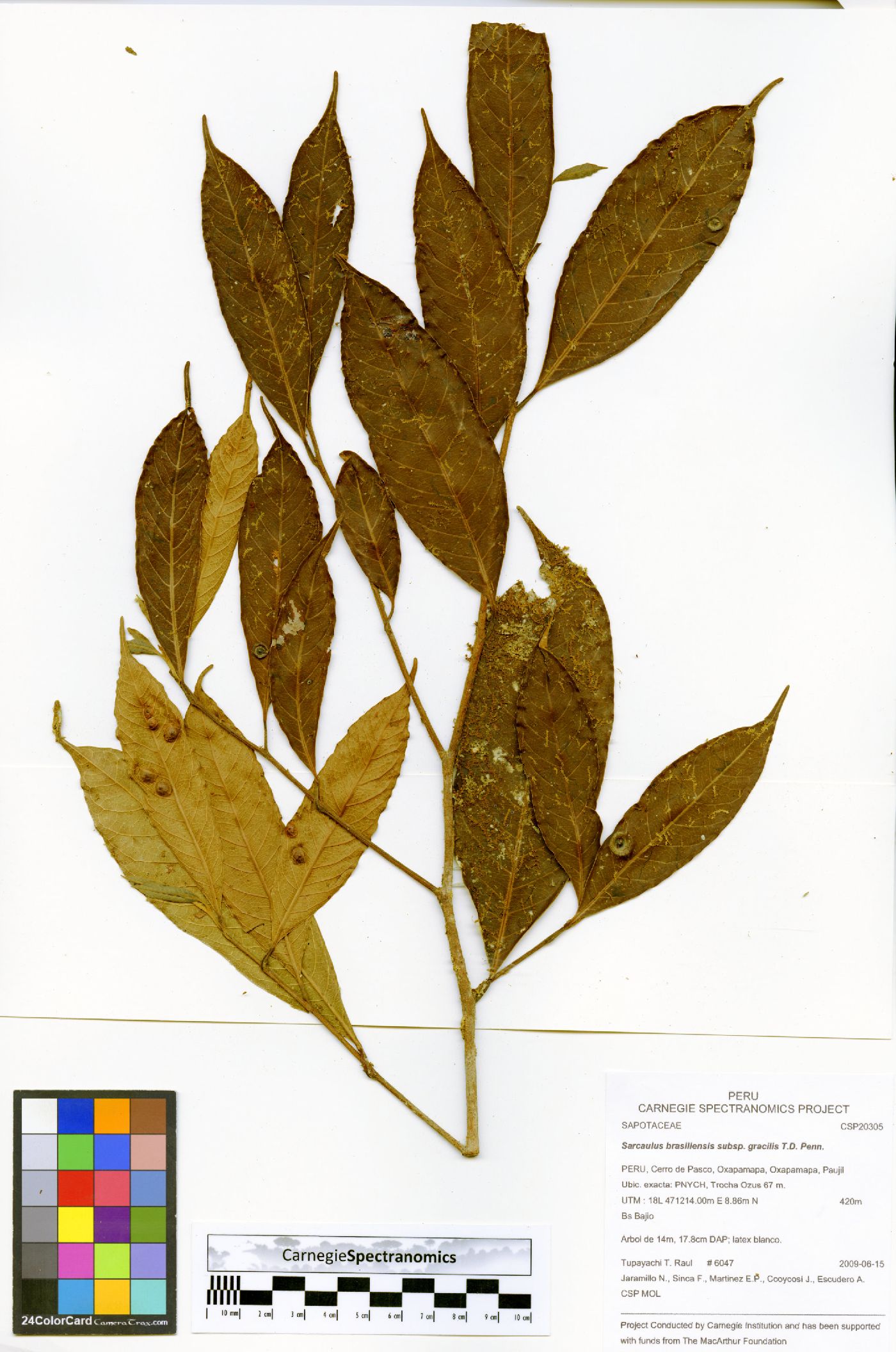 Sarcaulus brasiliensis subsp. gracilis image