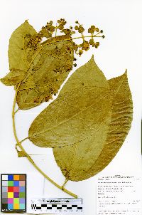 Christianella glandulifera image