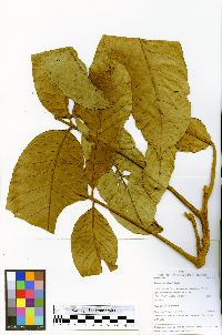 Guarea carinata image