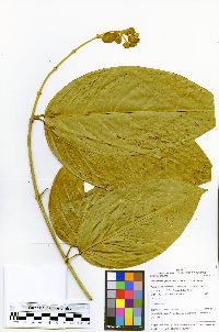 Christianella glandulifera image