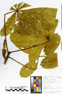 Pachira insignis image