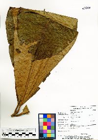 Image of Geissanthus longistamineus