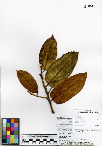 Ficus schippii image