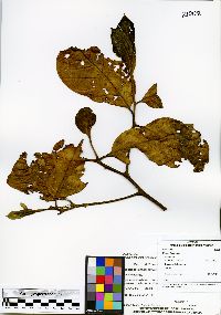 Ocotea floribunda image