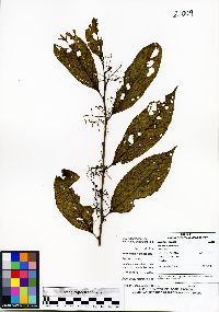 Image of Perrottetia lanceolata