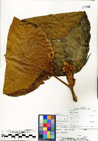 Ladenbergia pavonii image