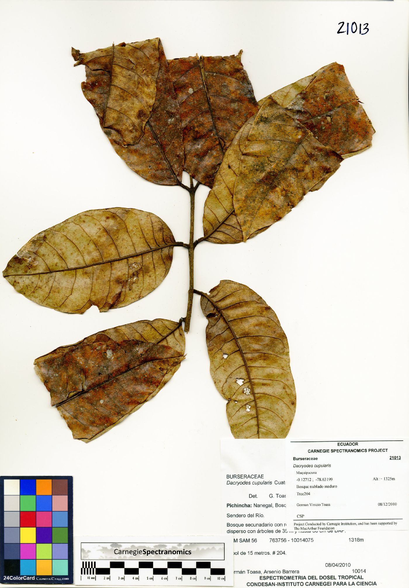 Dacryodes cupularis image