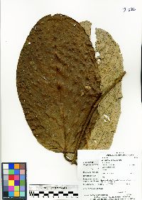 Image of Caryodaphnopsis theobromifolia