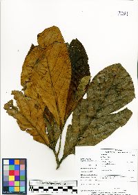 Ocotea insularis image