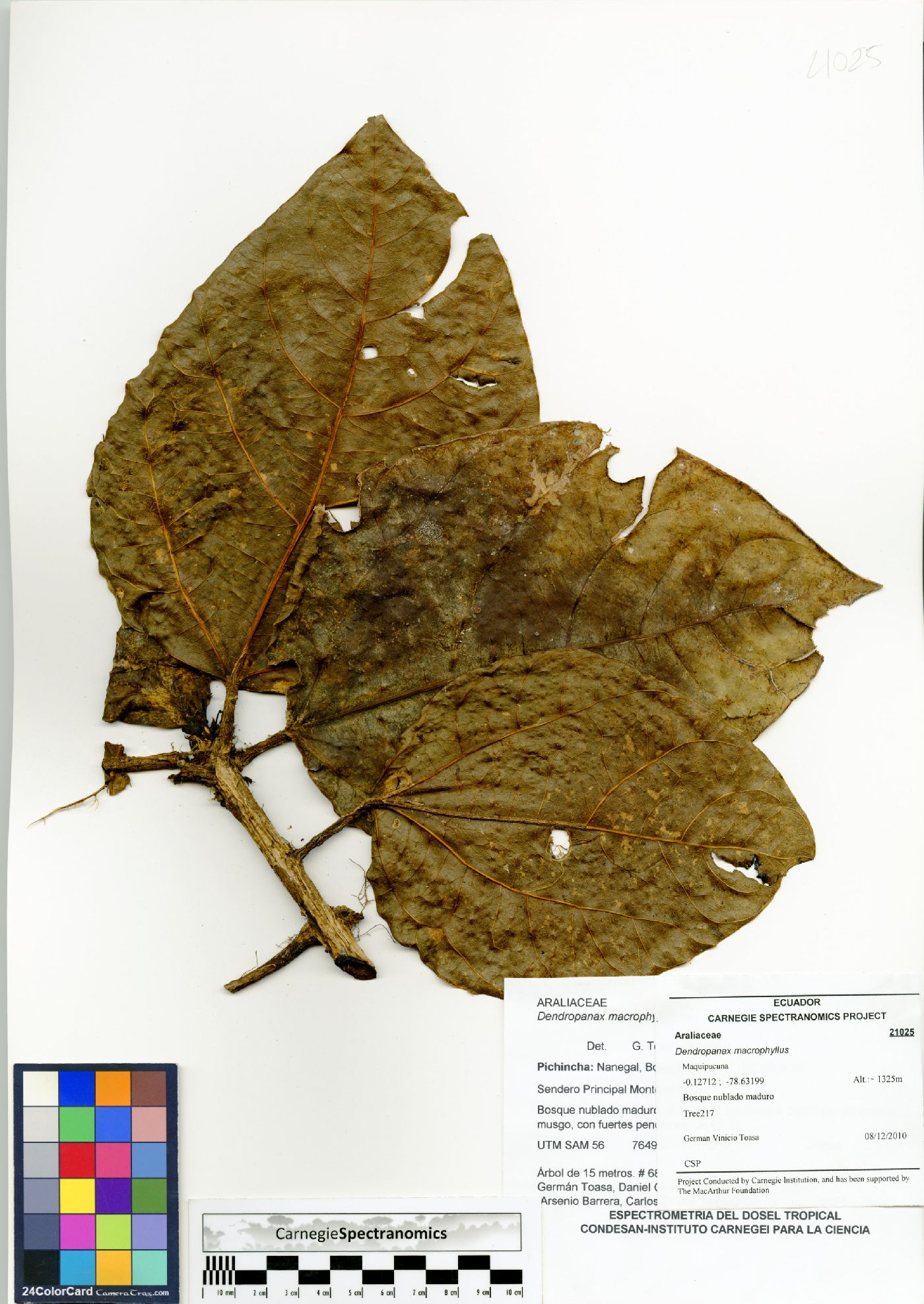 Dendropanax macrophyllus image