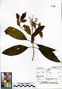 Miconia brevitheca image
