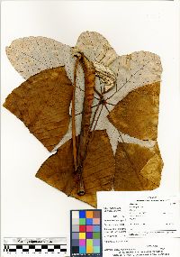 Cecropia gabrielis image
