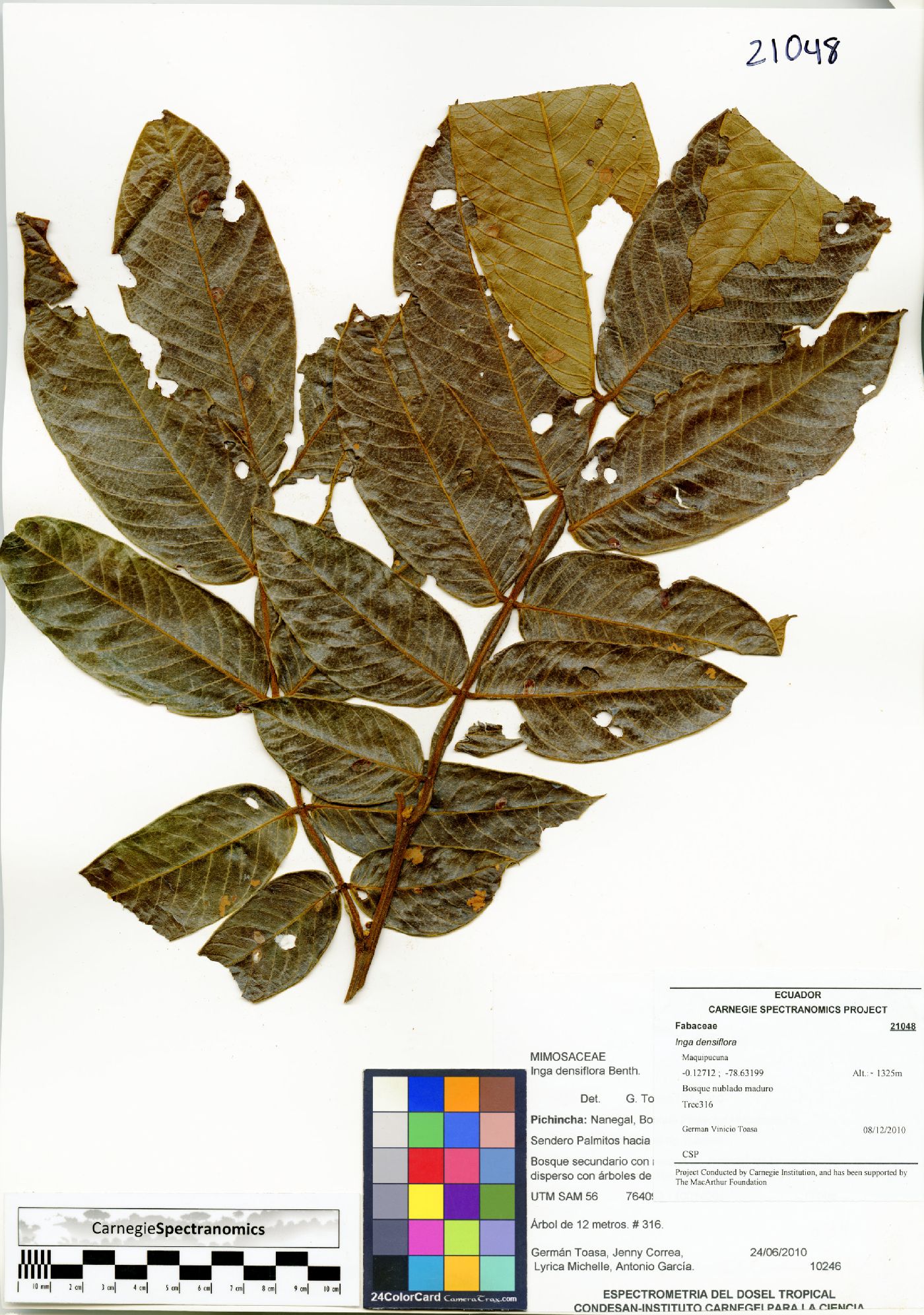 Inga densiflora image