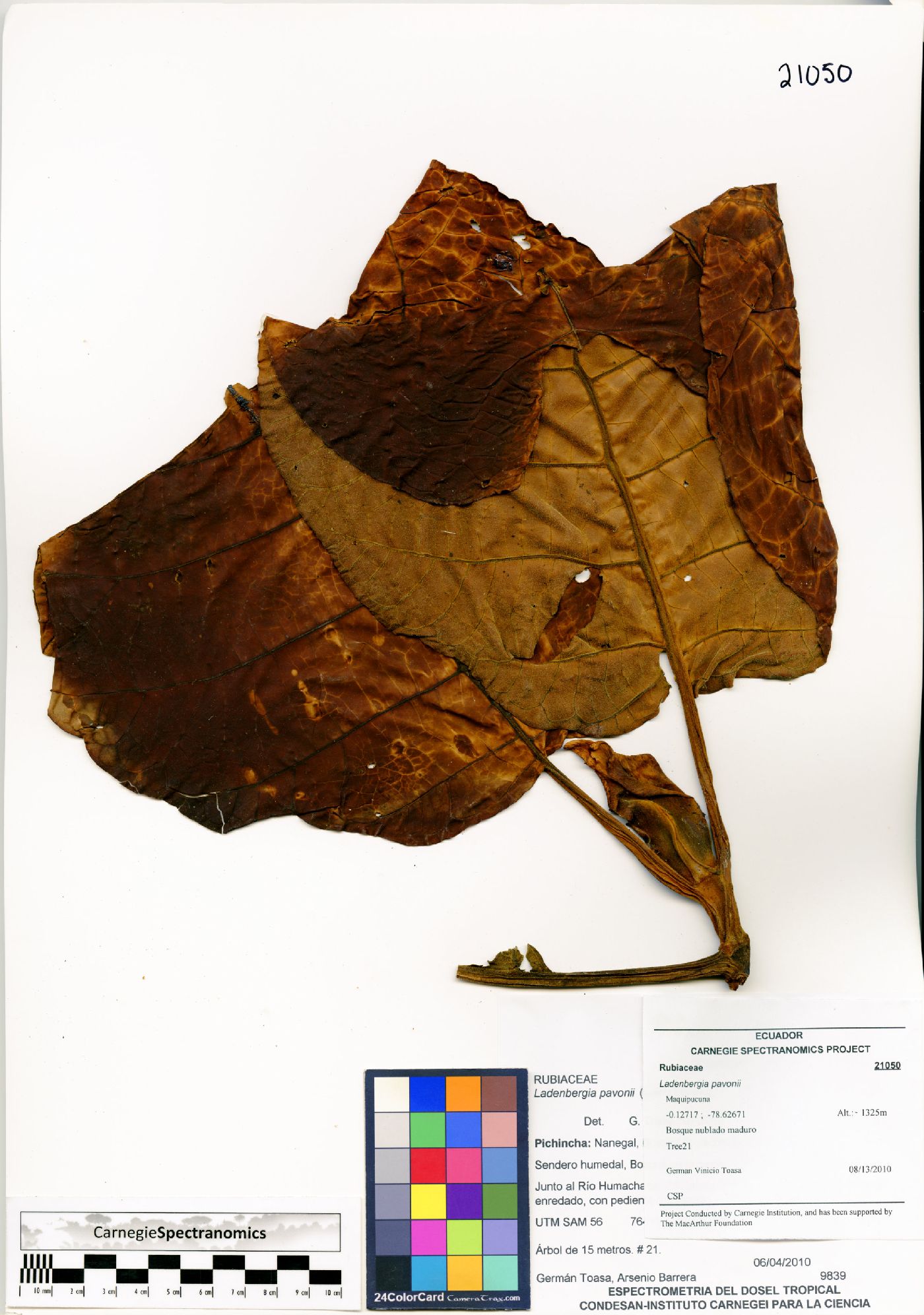 Ladenbergia image