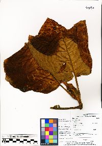 Media resource of Ladenbergia pavonii