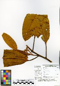 Otoba gordoniifolia image