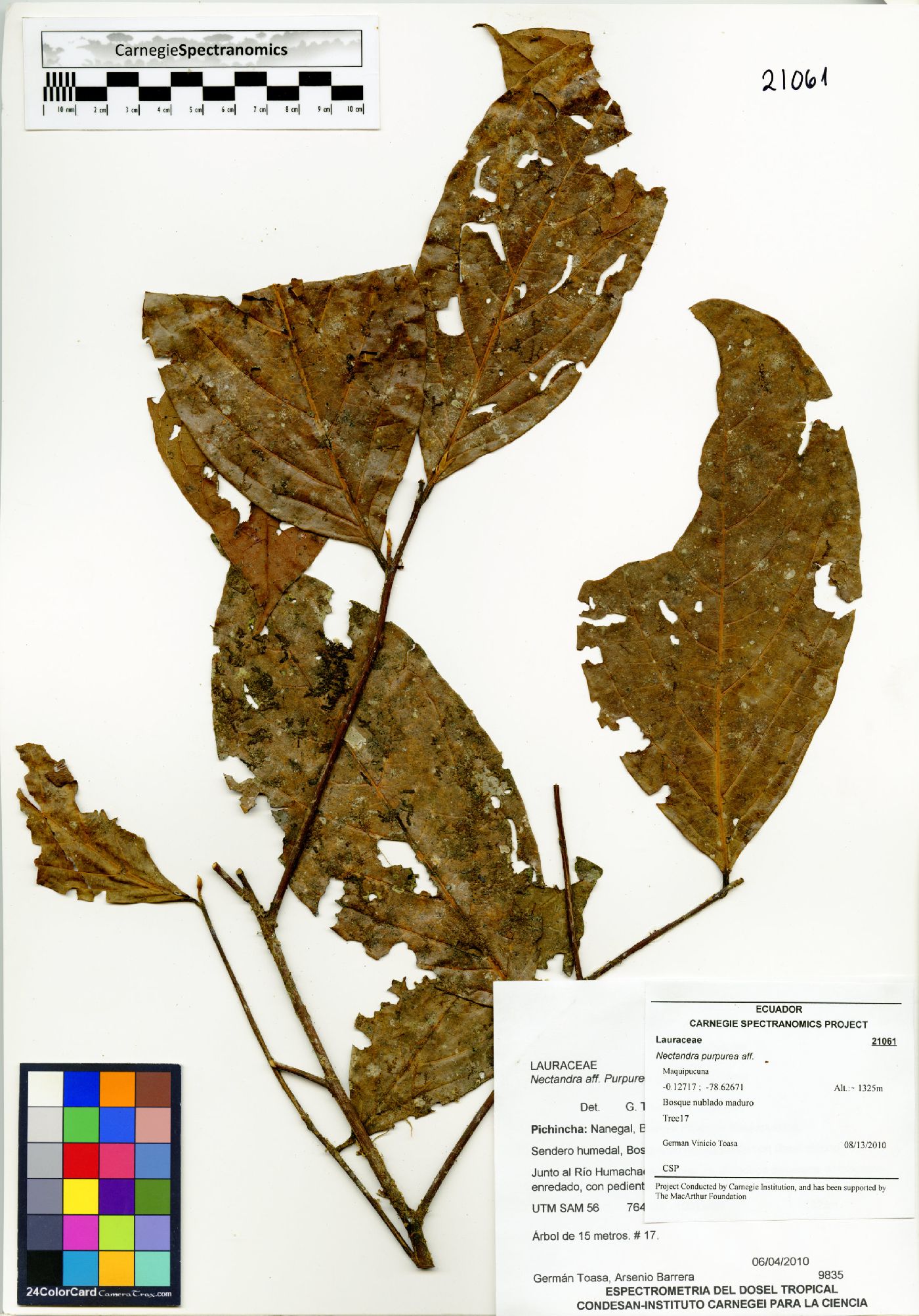 Nectandra purpurea image