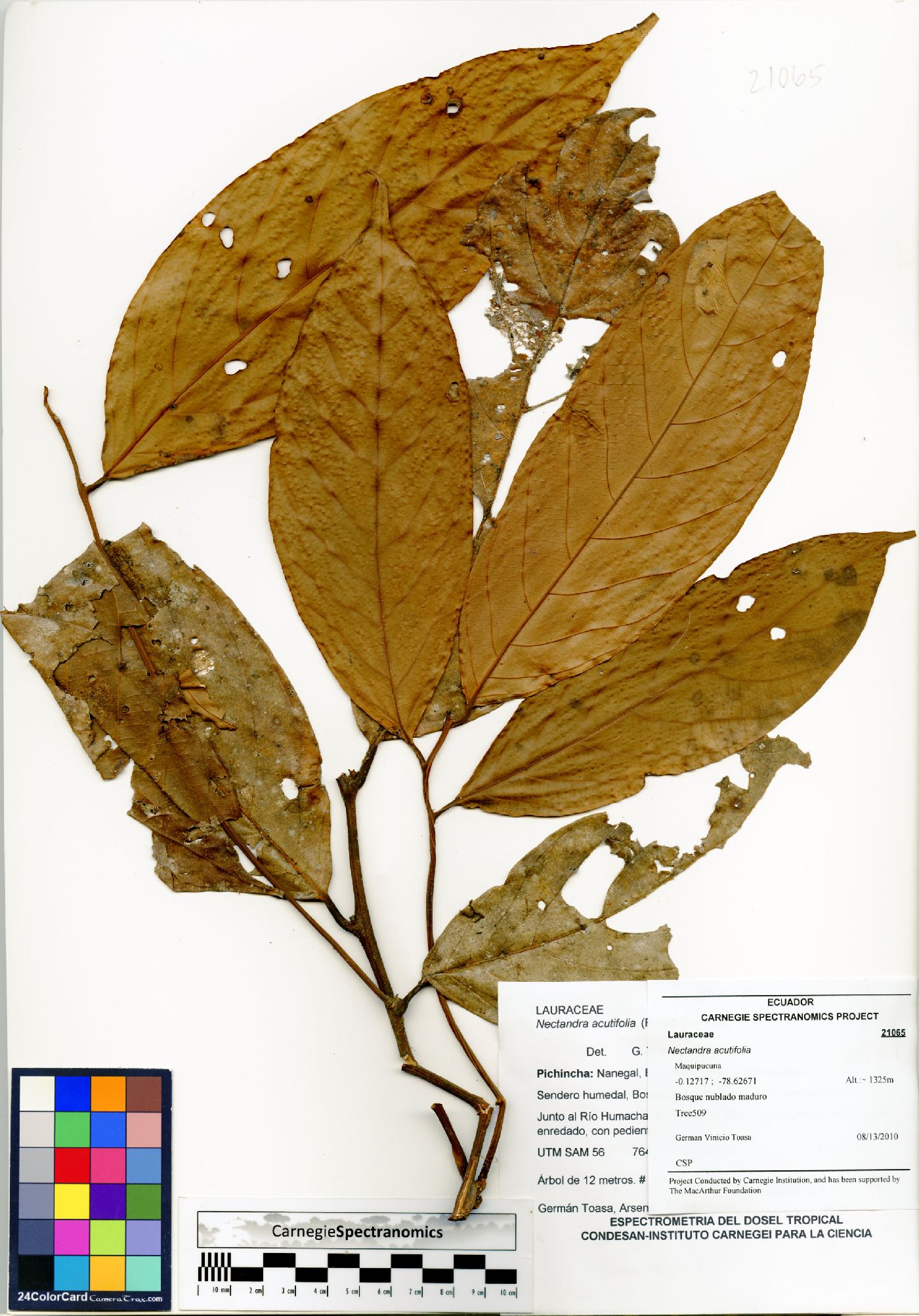 Nectandra acutifolia image