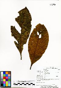 Ocotea insularis image