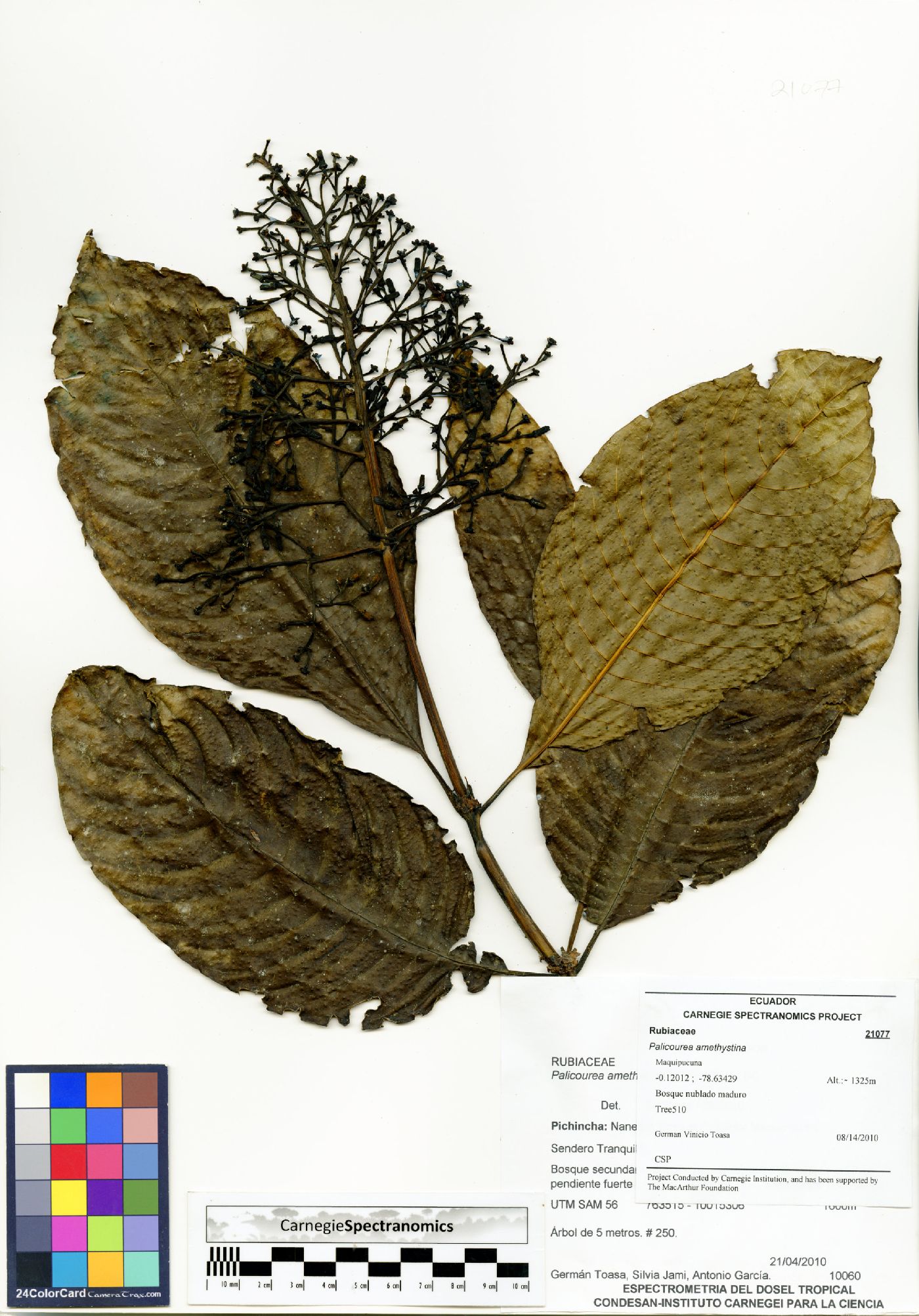 Palicourea amethystina image