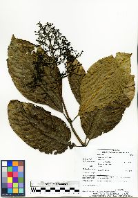 Image of Palicourea amethystina