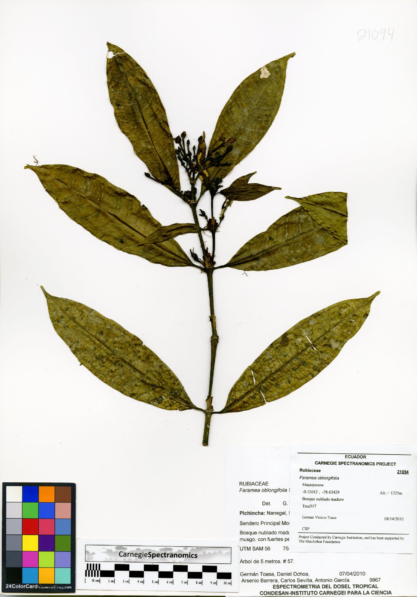Faramea oblongifolia image