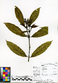 Image of Faramea oblongifolia
