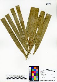 Media resource of Bactris setulosa