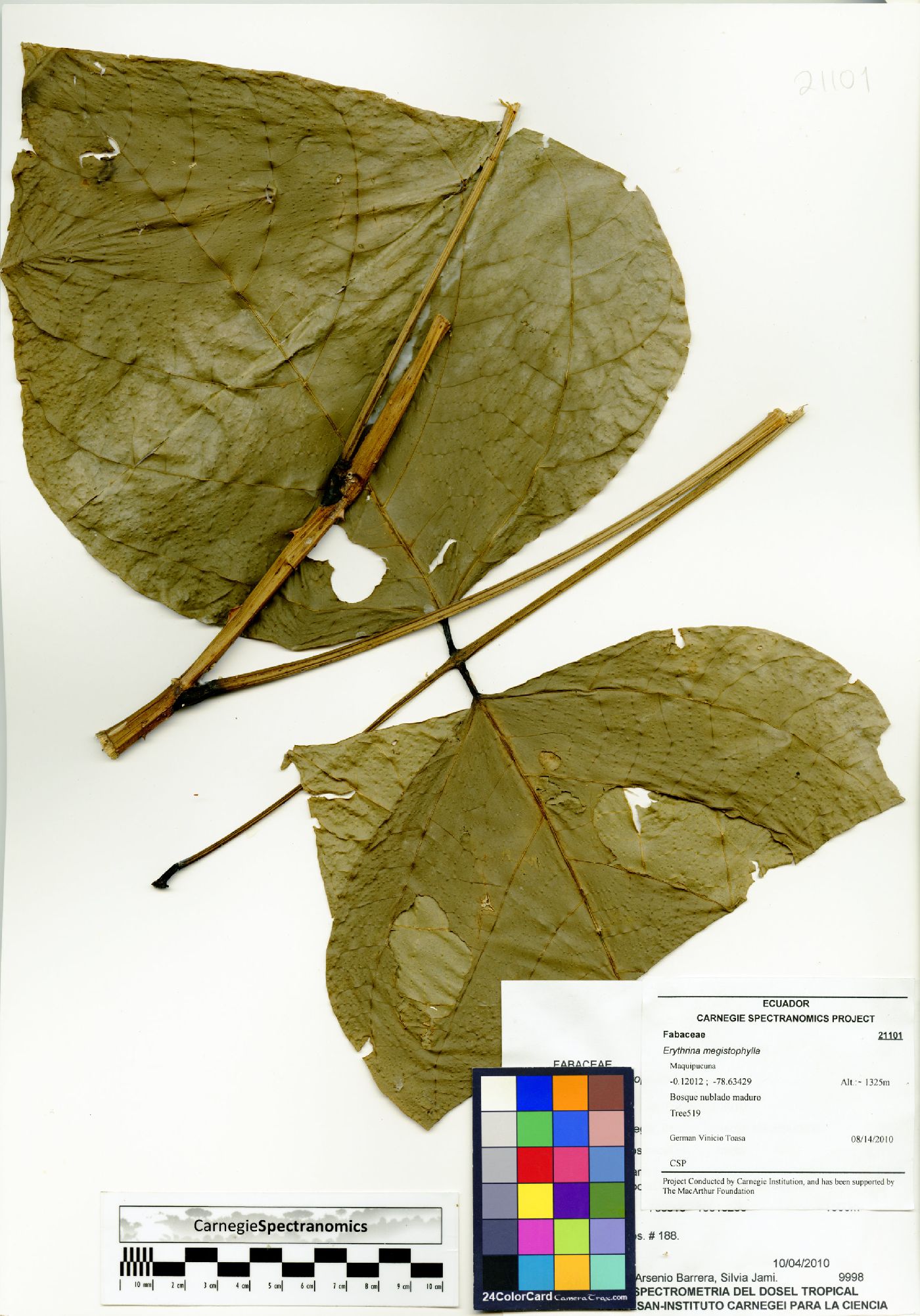 Erythrina megistophylla image