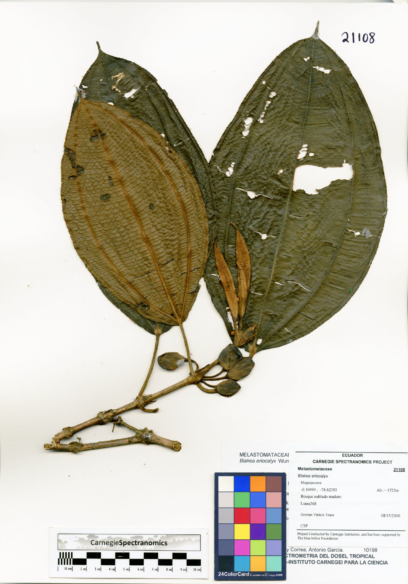 Blakea eriocalyx image