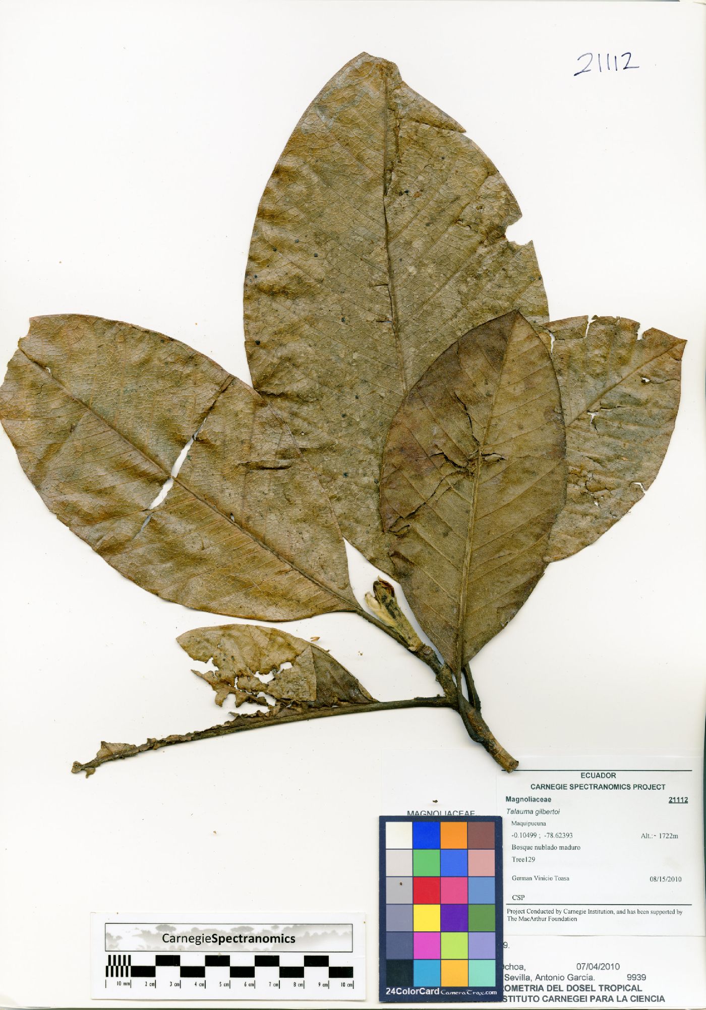 Magnolia gilbertoi image