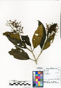 Miconia brevitheca image