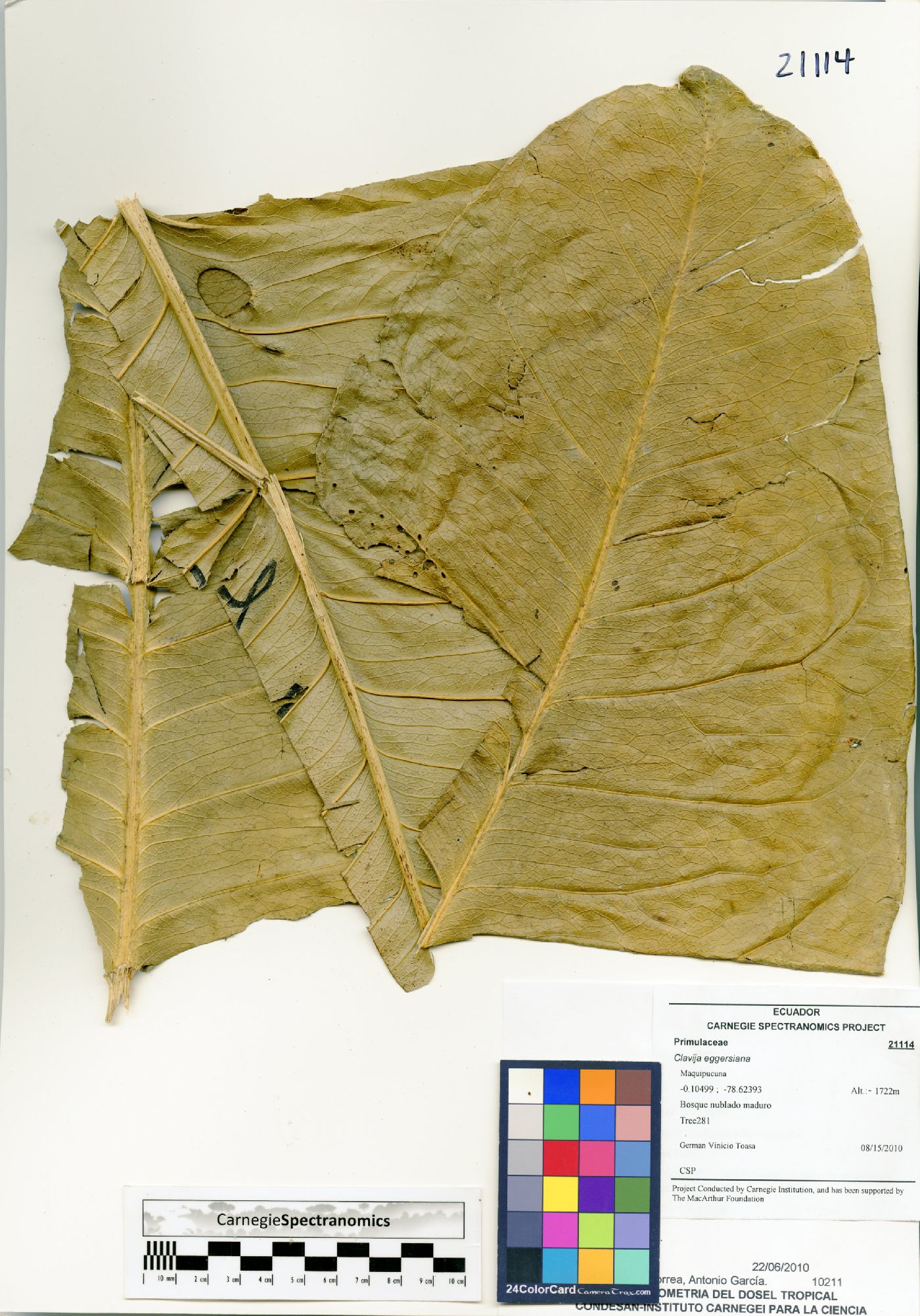 Clavija eggersiana image