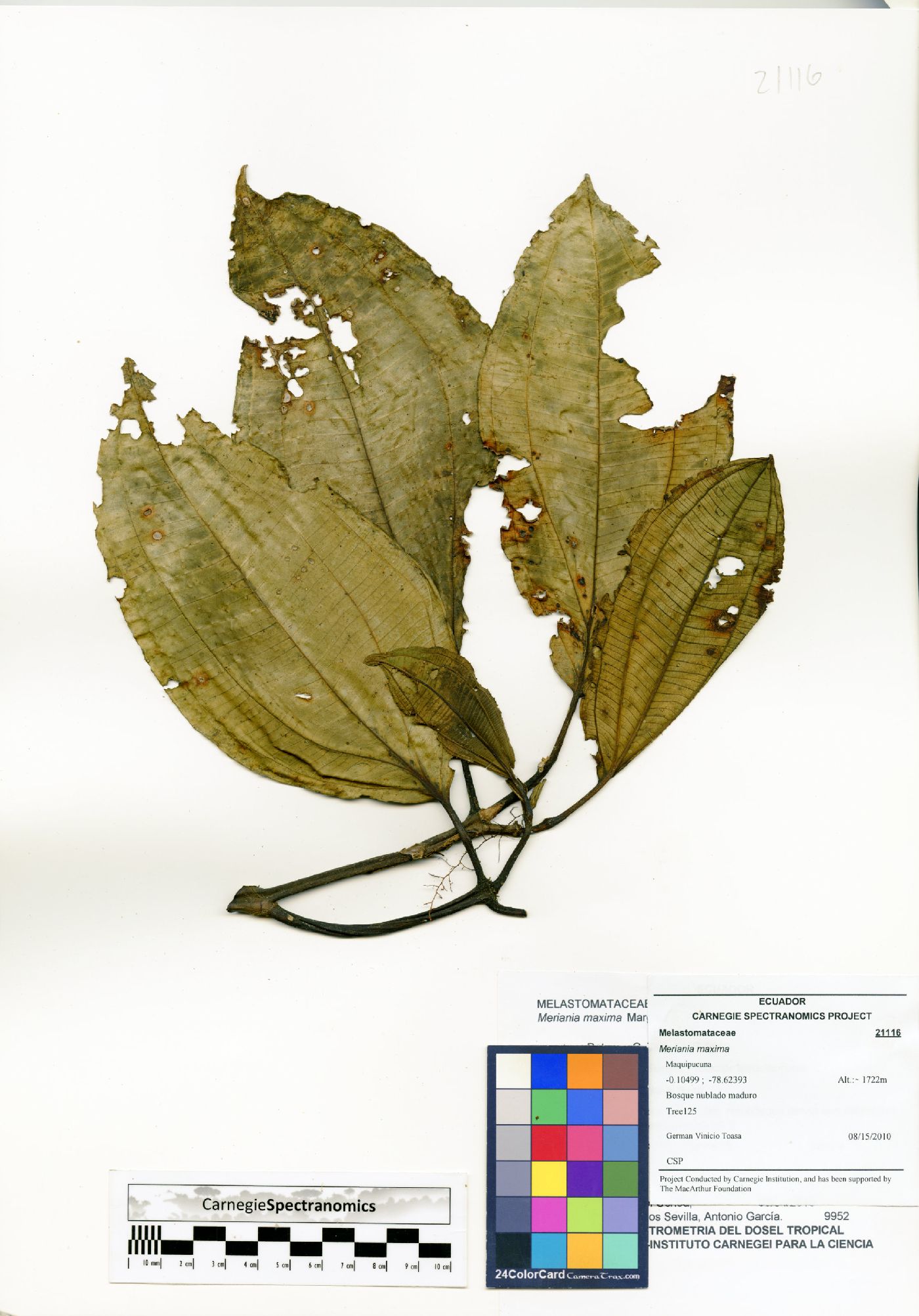 Meriania maxima image